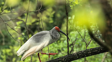 國(guó)際愛(ài)鳥(niǎo)日丨杭州西溪國(guó)家濕地公園：朱鹮多起來(lái)了