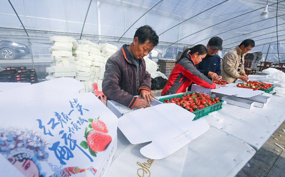 草莓之鄉“共富工坊” 助力百姓共同富裕