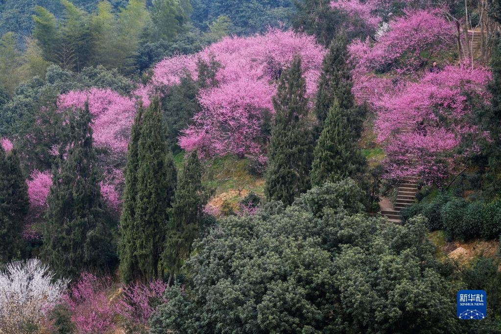 春季山鄉賞梅樂 鄉村旅游人氣旺