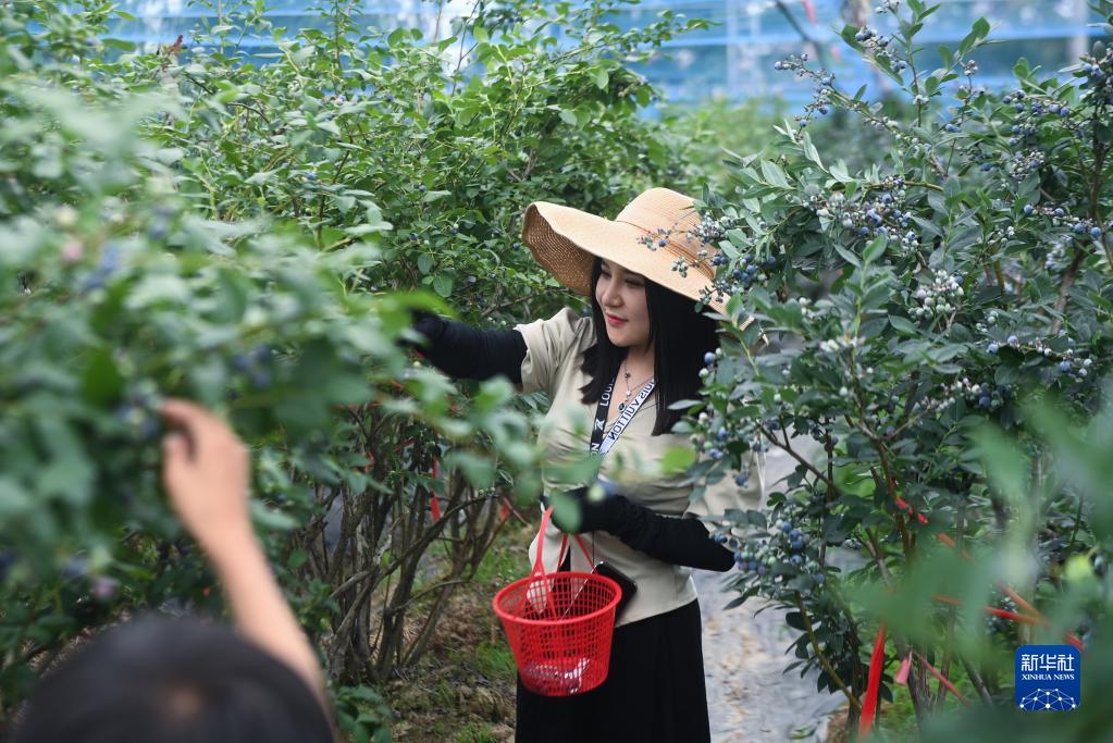 浙江長興：“采摘游”助力特色鄉村旅游發展